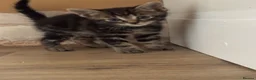Mixed Breed cats for sale: Beautiful kittens  - Advert 7