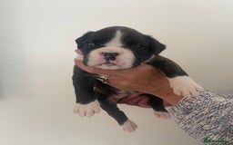 Boxer dogs for sale: Beautiful boxer puppies available  - Image 28