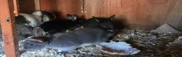 Mixed Breed rabbits for sale: Beautiful! in London - Advert 5