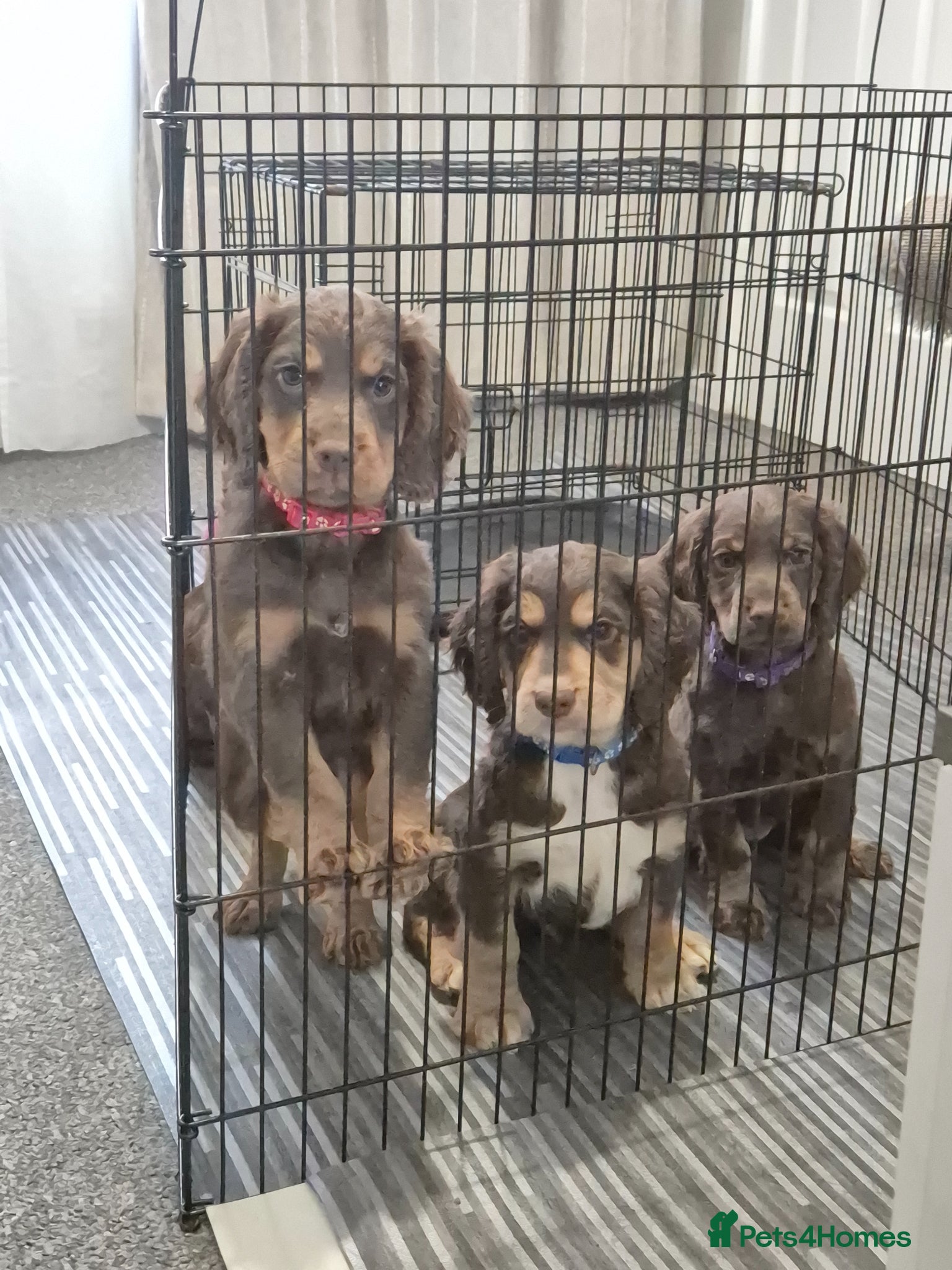 Cocker Spaniel dogs for sale: LAST BOY RED COLLAR 🔴 - Advert 1