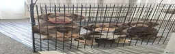 Cocker Spaniel dogs for sale: LAST BOY RED COLLAR 🔴 - Advert 1