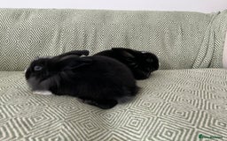 Mini Lion Lop rabbits for sale: Adorable Mini Lion Lops - Image 9