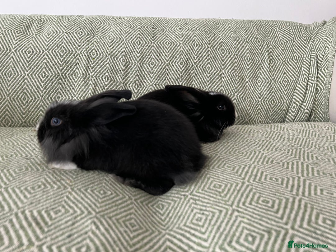 Mini Lion Lop rabbits for sale: Adorable Mini Lion Lops - Image 9