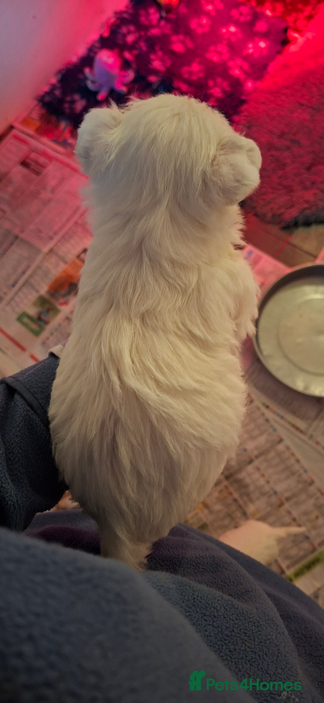 West Highland Terrier dogs for sale: Gorgeous kc bestie pups - Advert 9