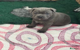 Staffordshire Bull Terrier dogs for sale: Amazing blue Staffordshire bull terrier puppies  in Stoke-on-Trent - Image 20