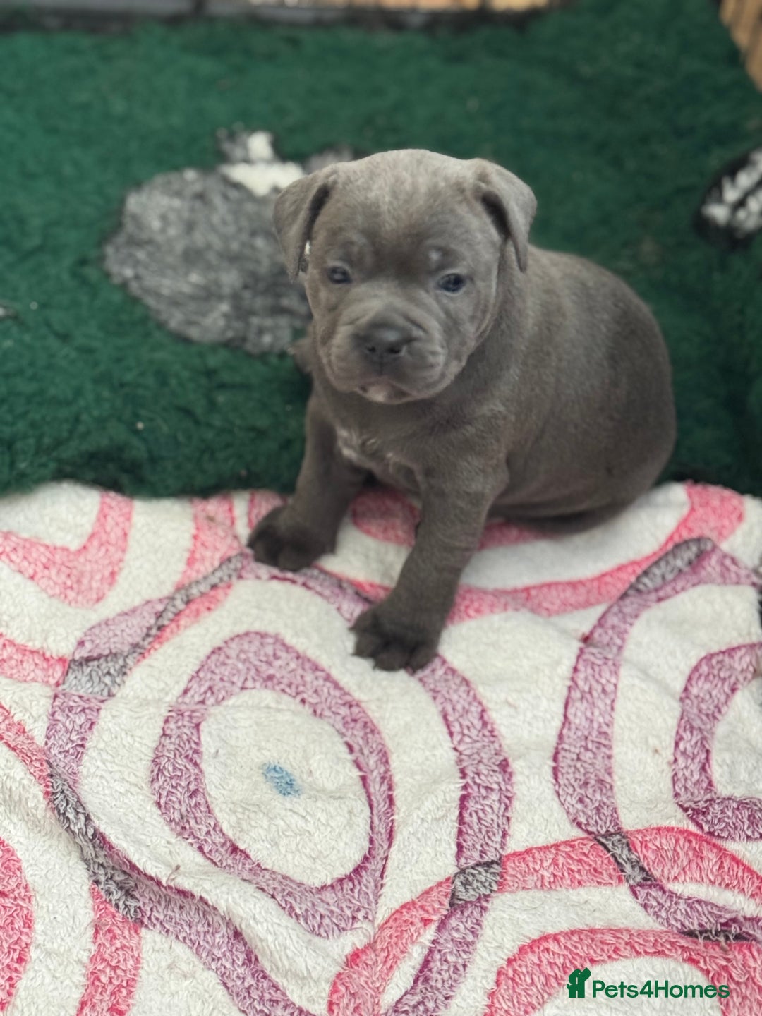 Staffordshire Bull Terrier dogs for sale: Amazing blue Staffordshire bull terrier puppies  in Stoke-on-Trent - Image 20