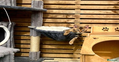 Bengal cats - Advert 14
