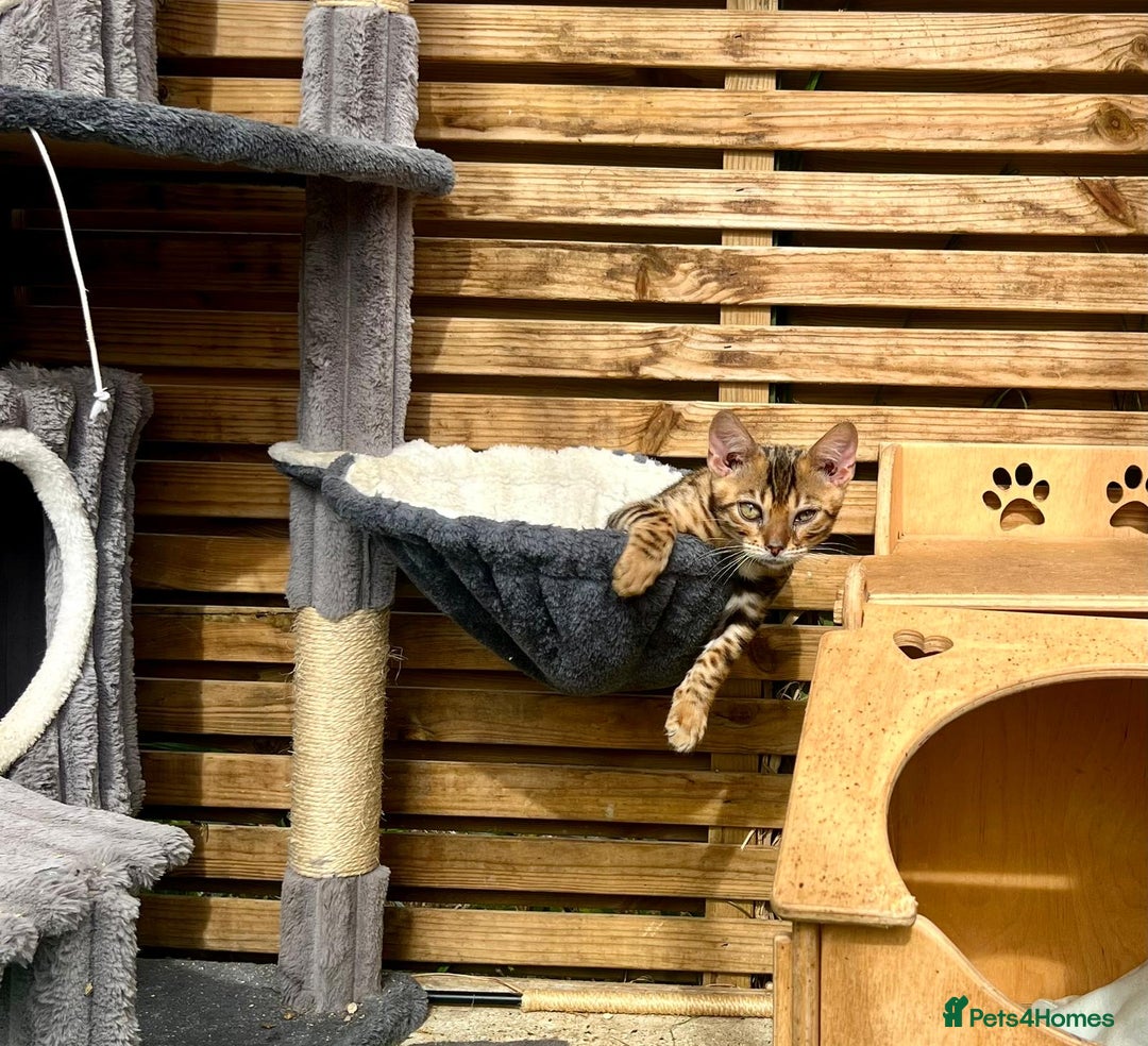 Bengal cats for sale: Stunning 5 Generations Pedigree kittens in London - Image 3