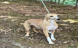Whippet dogs for sale: Beautiful, gentle, friendly Whippet Girls  - Image 6