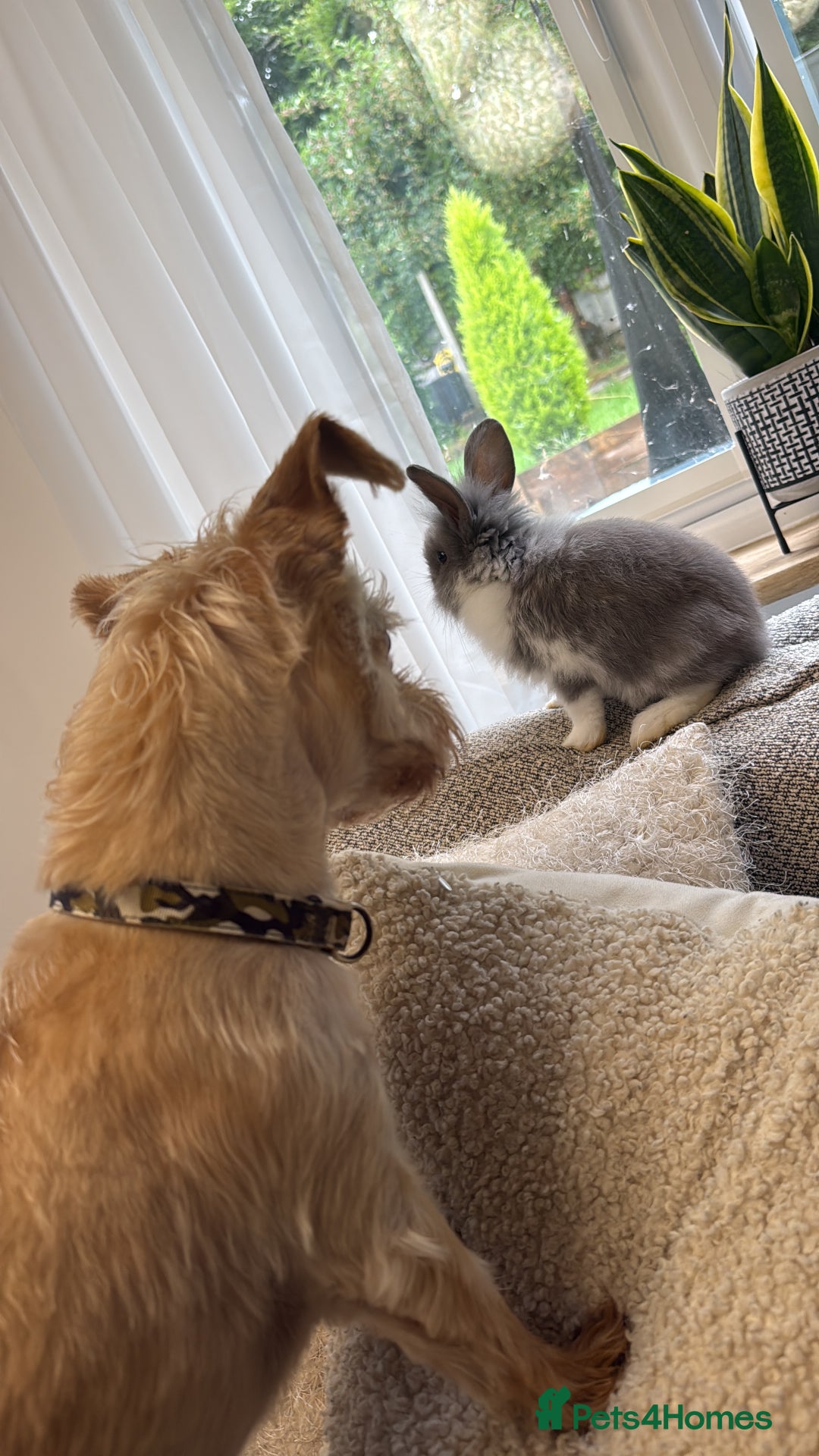 Mini Lion Lop rabbits for sale: Grey female Minilop Lionhead - Image 5