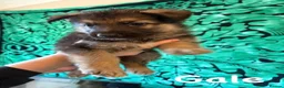 German Shepherd dogs for sale: German Shepherd Puppies for Sale in Swindon - Advert 4