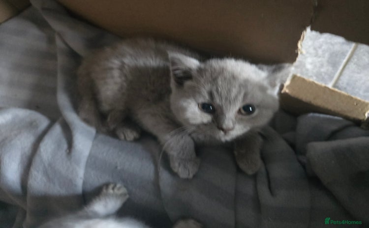 British Shorthair cats - Advert 2