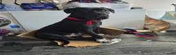 Cane Corso dogs for sale: Cane Corso For Sale - Advert 2