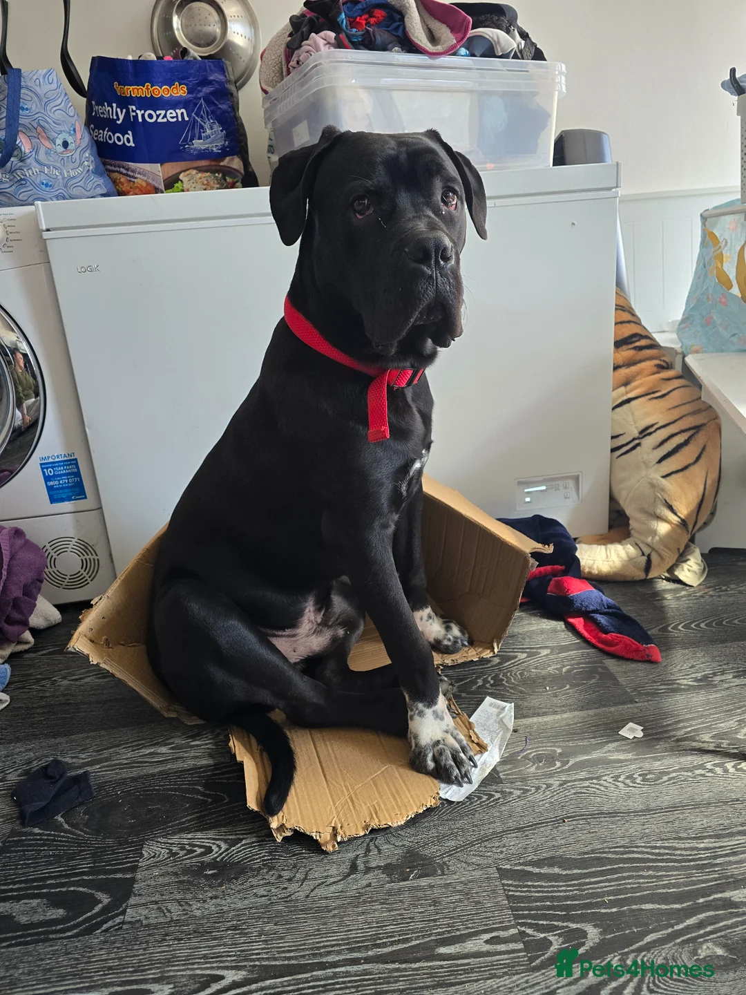Cane Corso dogs for sale: Cane Corso For Sale - Advert 2
