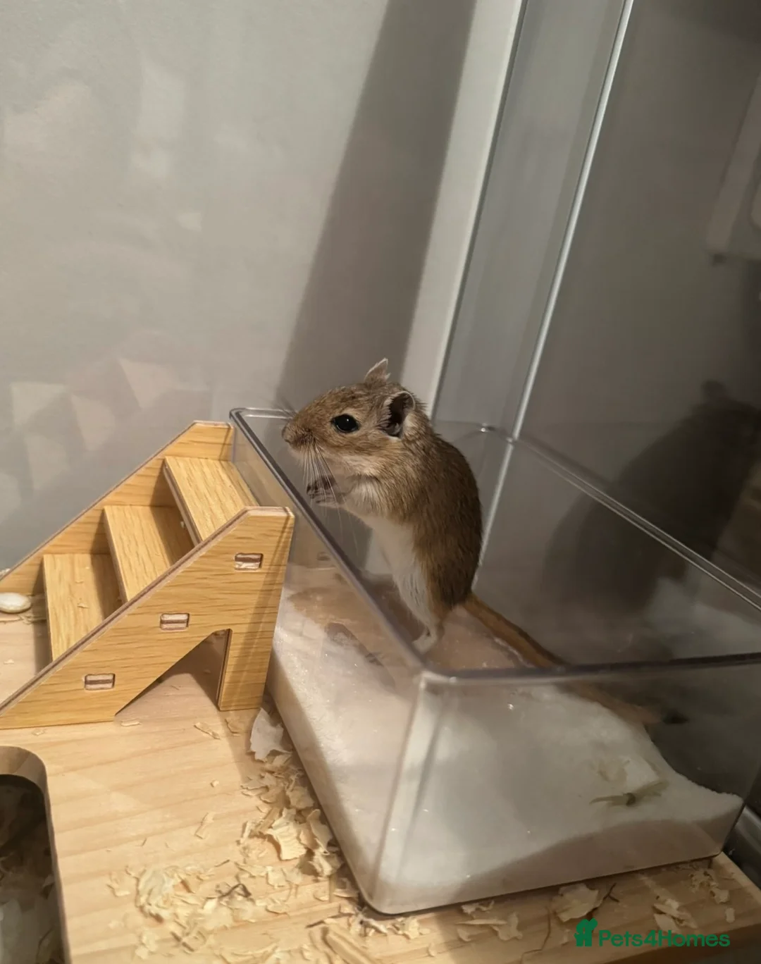 Gerbil rodents for sale: 2 Female gerbil - Advert 2