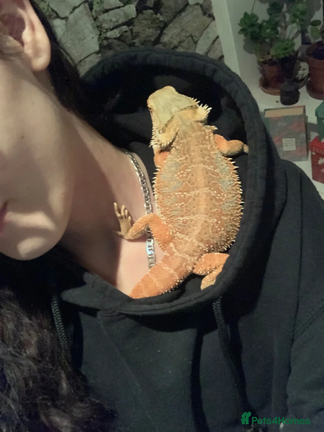 Bearded Dragon reptiles for sale: Lando! Please read description! in Halifax - Advert 6