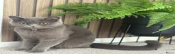 British Shorthair cats for sale: British shorthair blue  - Advert 4