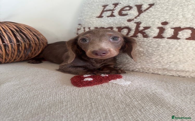 Miniature Dachshund dogs - Advert 12