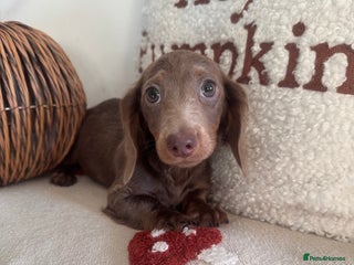 Miniature Dachshund dogs - Advert 18