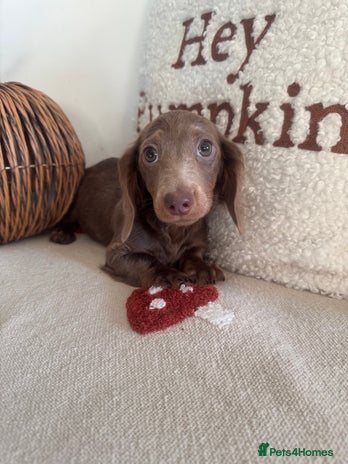 Miniature Dachshund dogs - Advert 17