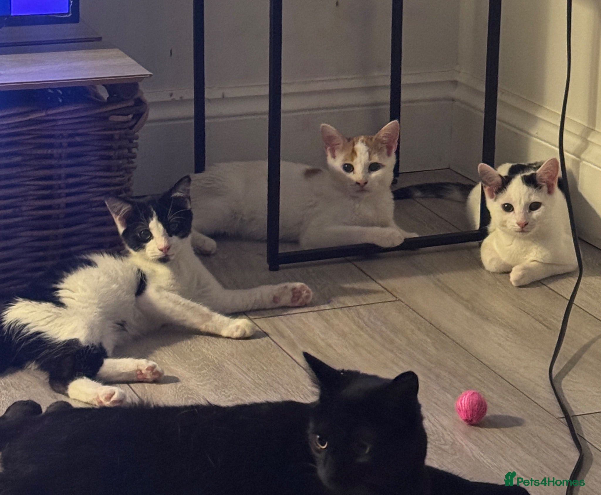Mixed Breed cats 4 kittens looking for a loving home - Advert 5
