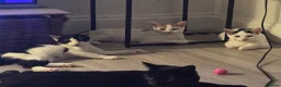 Mixed Breed cats for sale: 4 kittens looking for a loving home - Advert 1