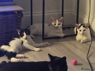 Mixed Breed cats 4 kittens looking for a loving home - Advert 5
