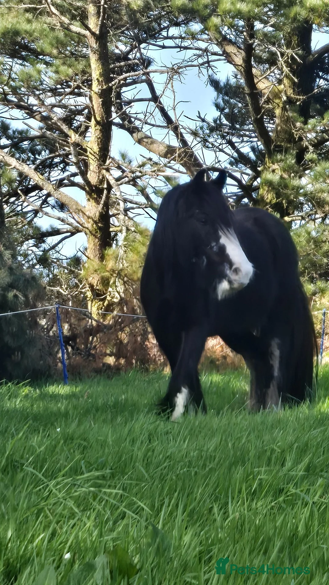 Irish Cob horses for sale: Beautiful Black Mare 13.2/3  in Helston - Advert 7