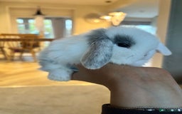 Mini Lop rabbits for sale: Mini lop babies - Image 1