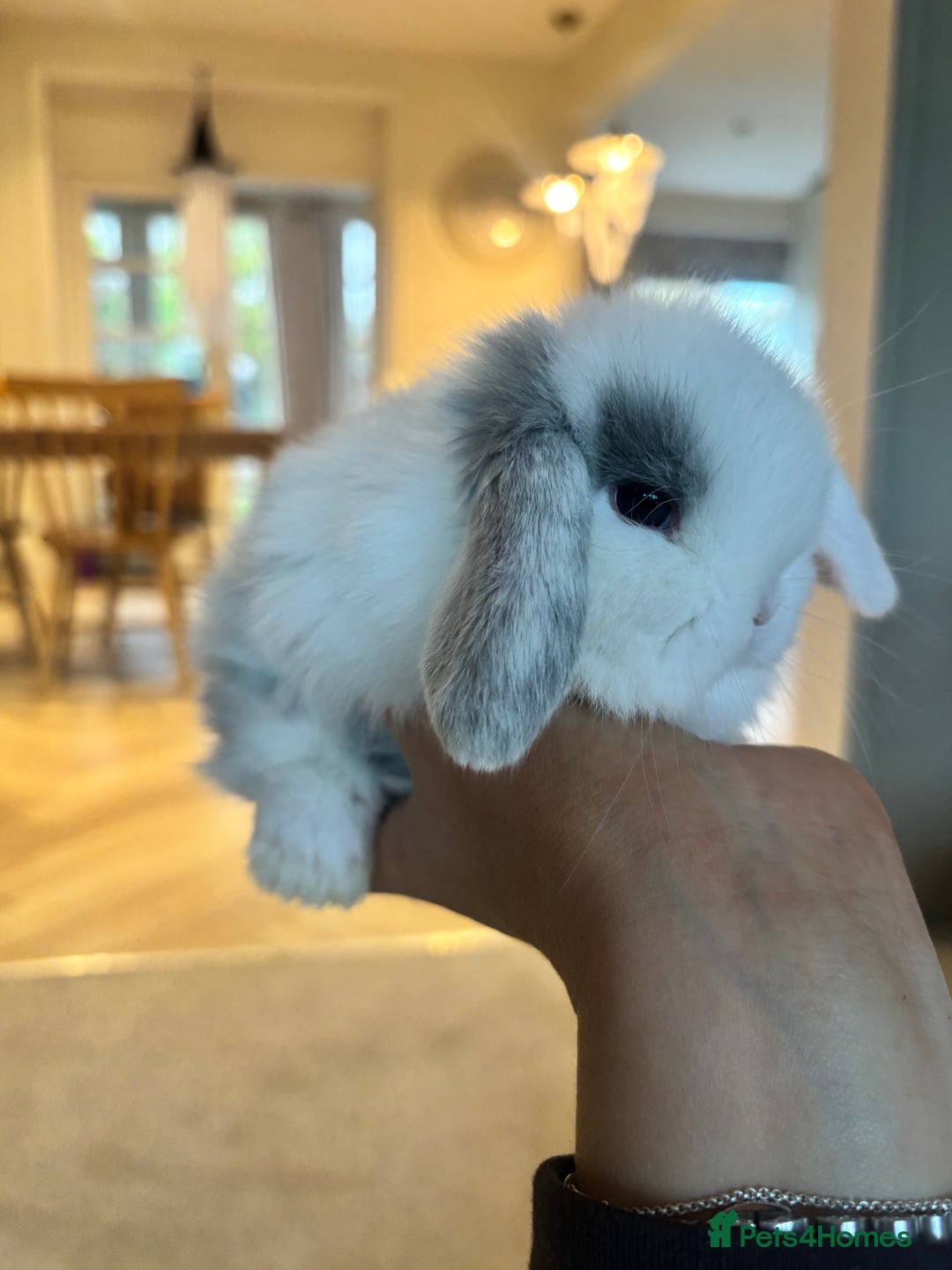 Mini Lop rabbits for sale: Mini lop babies - Image 1