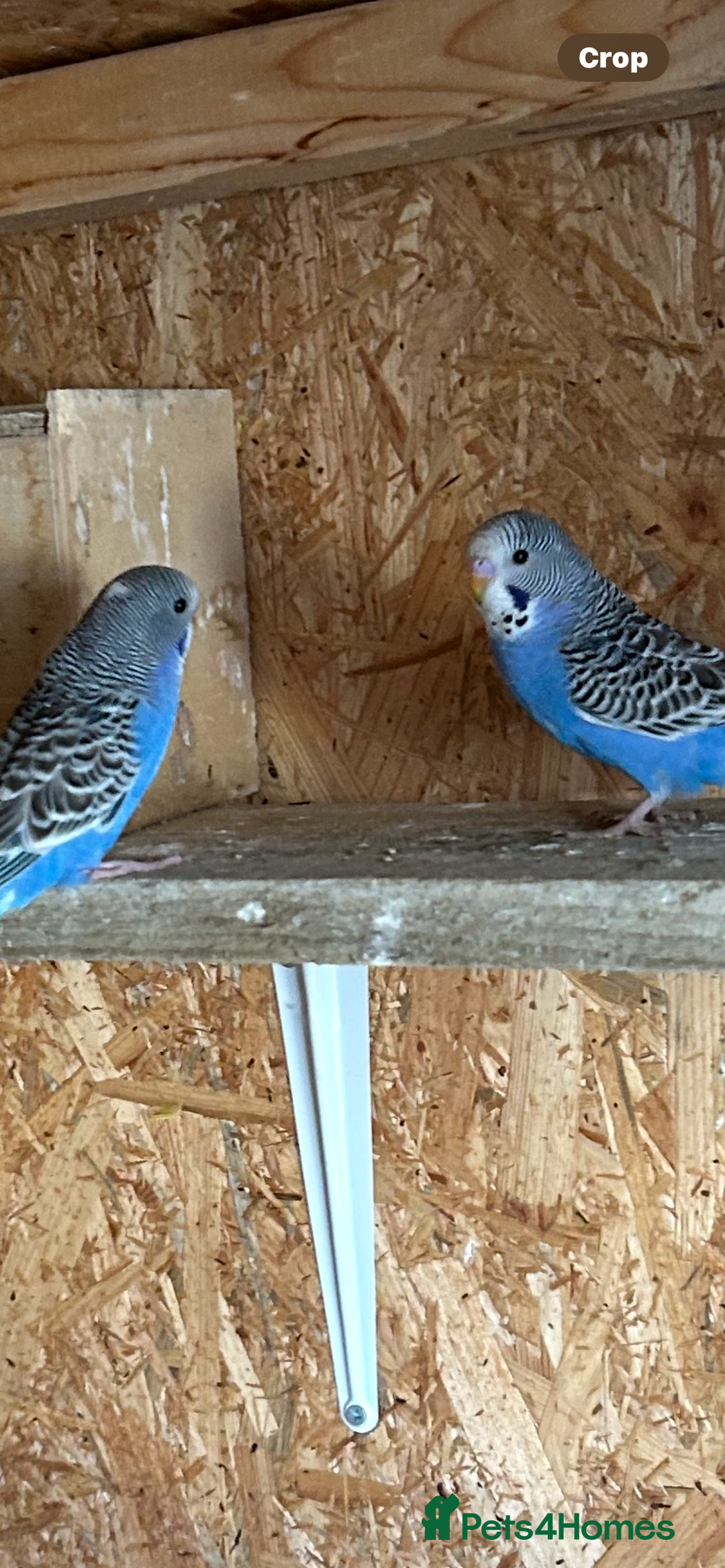 Budgerigars birds for sale: Budgies  - Image 2