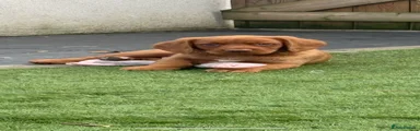 Cockerdor Puppy 1
