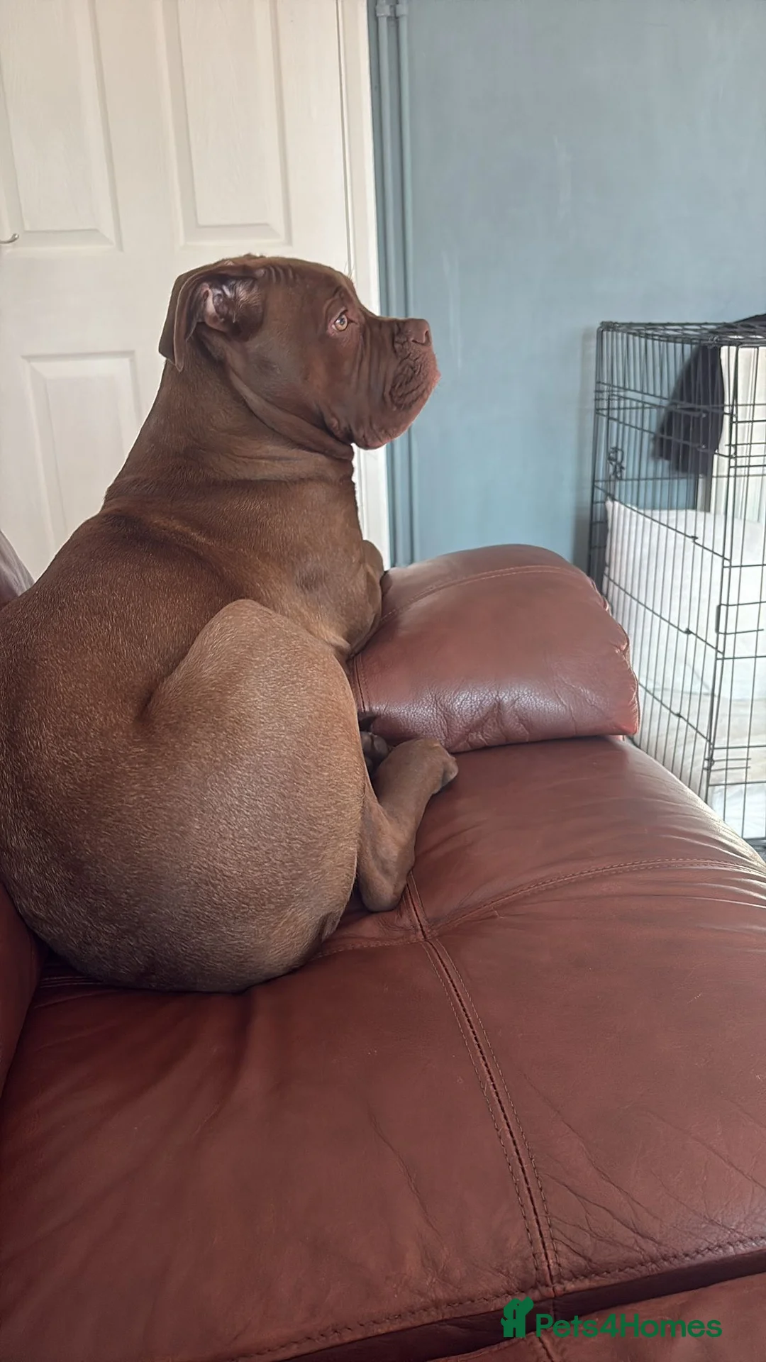 Mixed Breed dogs for sale: Lovely boy needing home  - Advert 2