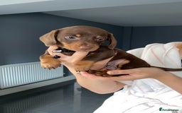 Dachshund dogs for sale: 2 beautiful boys left! - Image 5