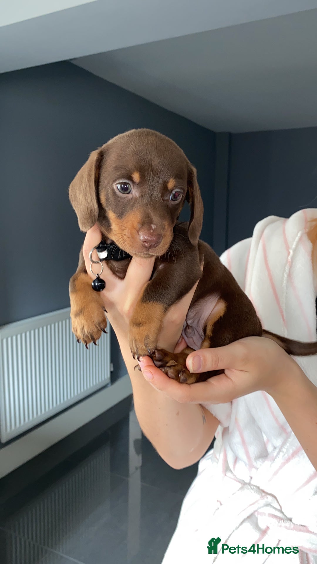 Dachshund dogs for sale: 2 beautiful boys left! - Image 5
