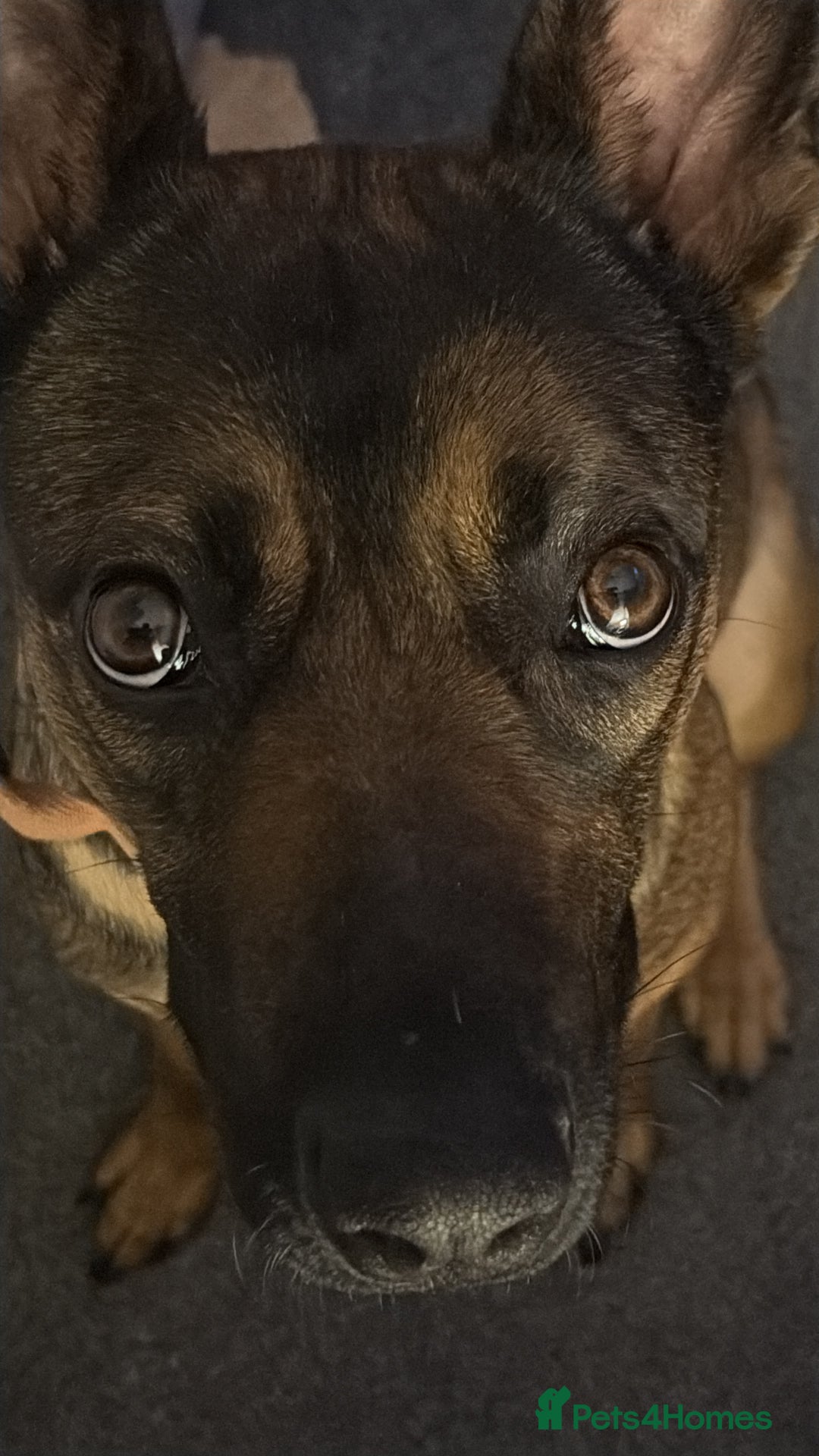 Belgian Shepherd Dog dogs for sale: Nova  - Advert 12