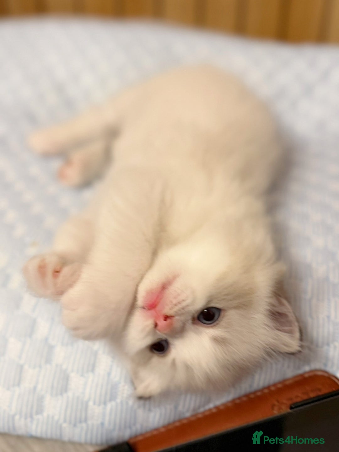 Ragdoll cats for sale: DNA Tested Ragdoll Kitten 1 Male Available  - Advert 18