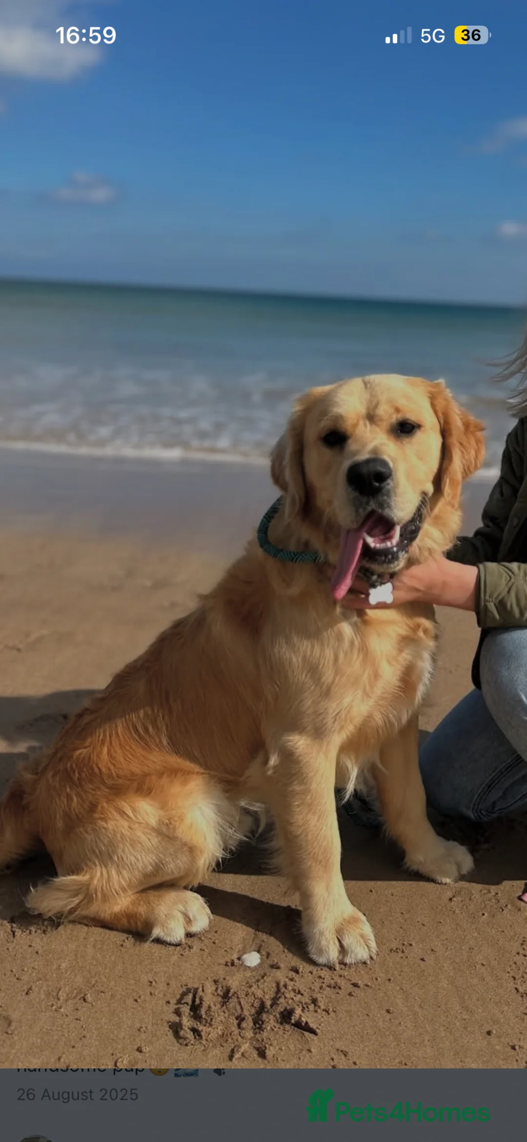 Golden Retriever dogs for sale: Golden retriever puppies  in Antrim - Advert 5