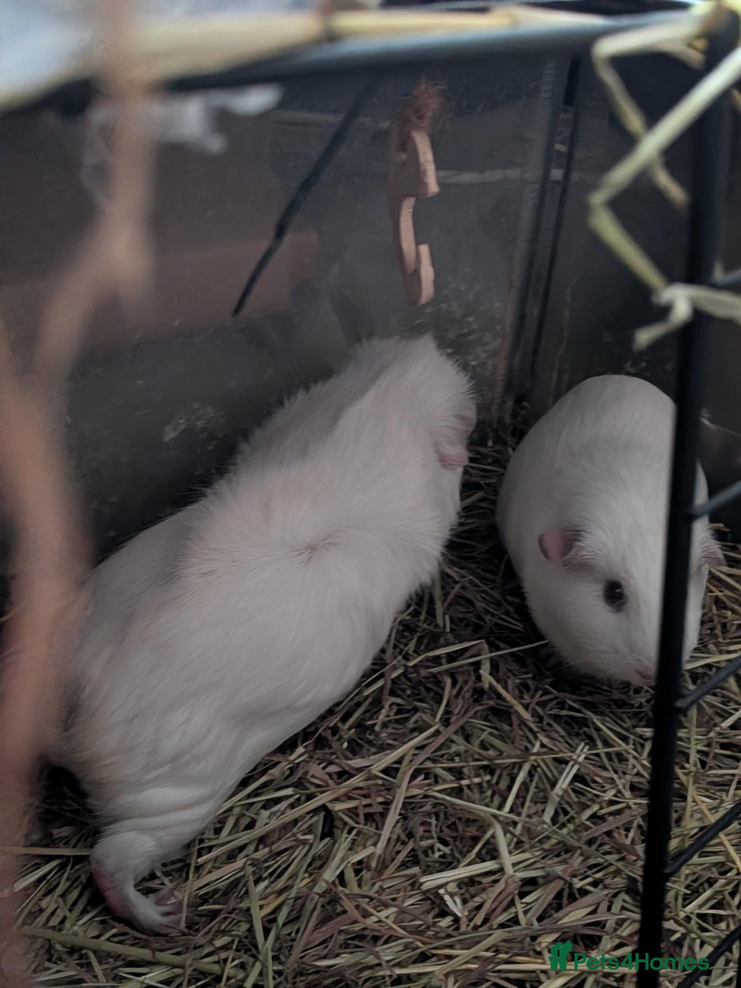 Guinea Pig rodents Four bonded girls  - Advert 4