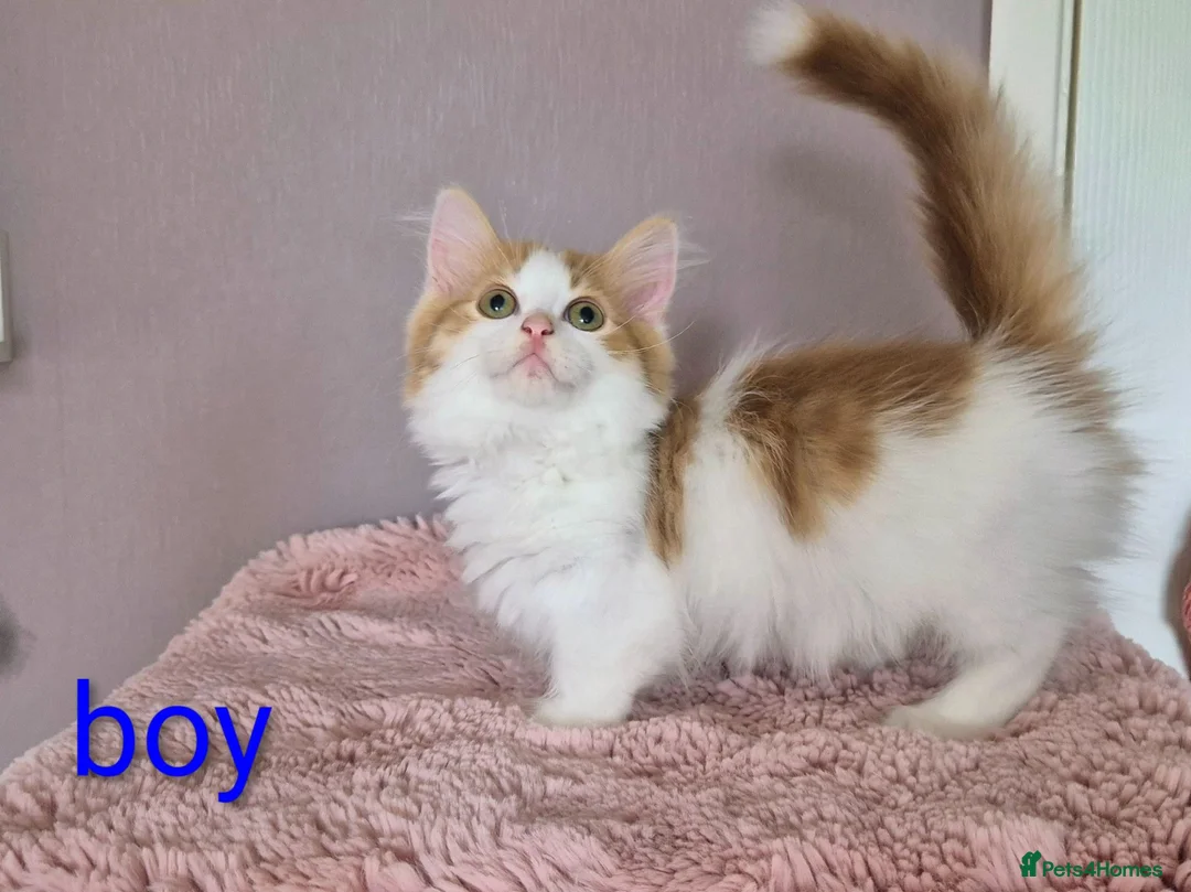 Munchkin cats for sale: Super short legs Munchkin kittens  - Advert 37
