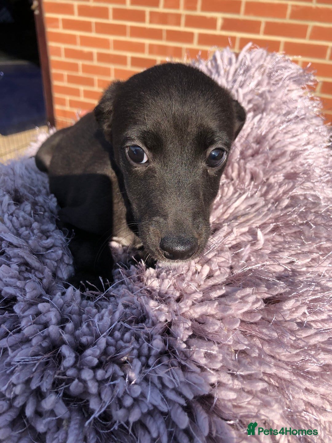 Mixed Breed dogs for sale: BEDDIPOO pups 1/2 bedlington 1/2 poodle  - Image 6