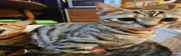 Mixed Breed cats for sale: Mixed bengal girls - Advert 3