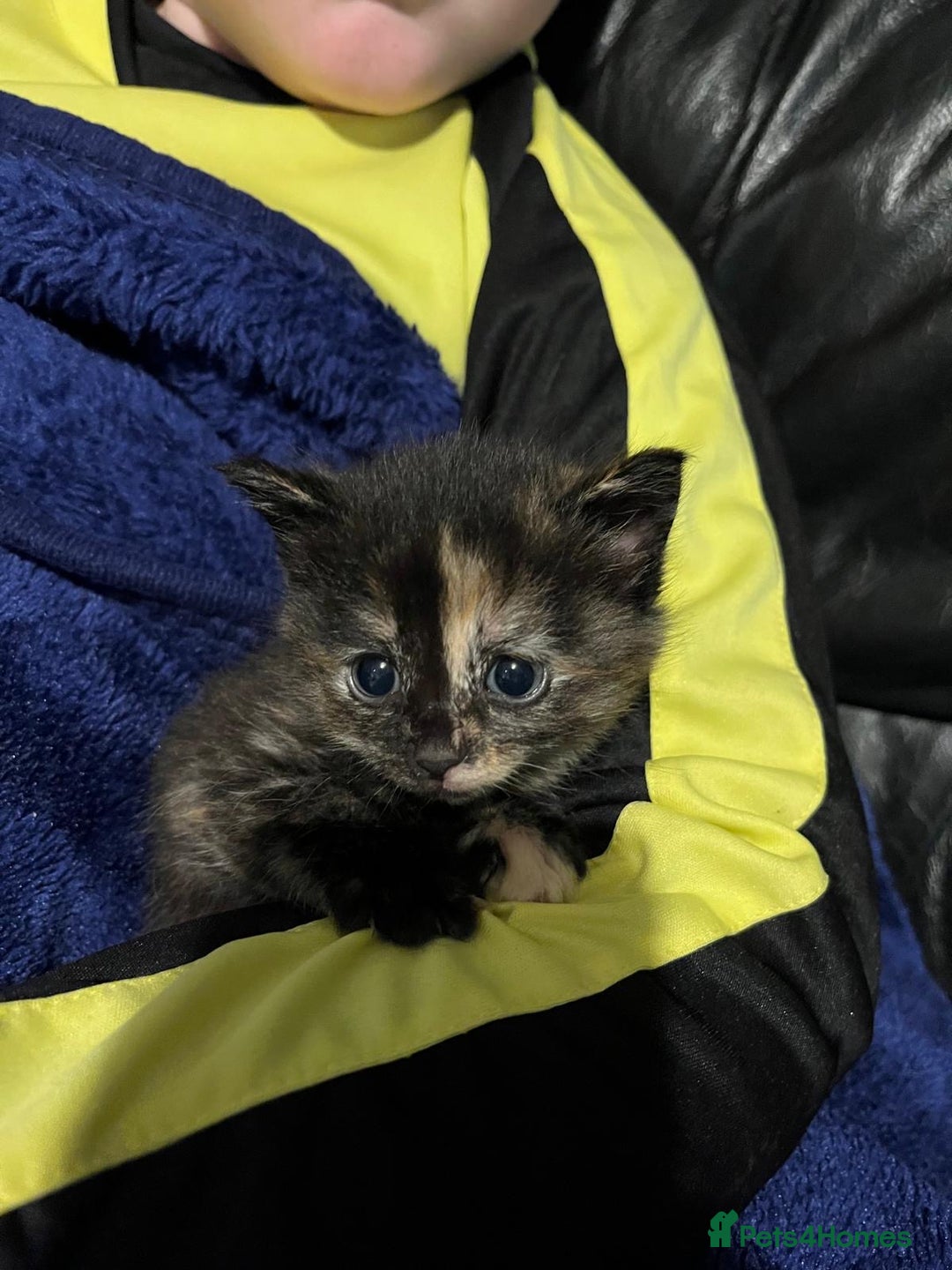 Mixed Breed cats for sale: Beautiful kittens - Advert 6
