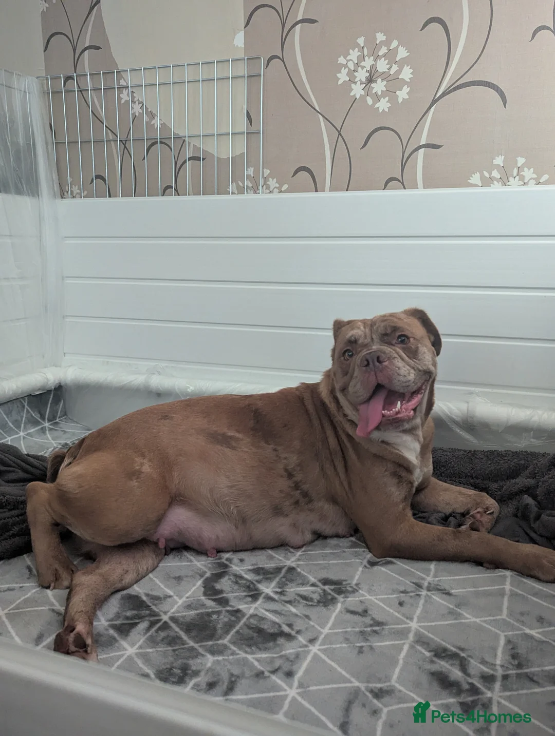 Mixed Breed dogs for sale: BEAUTIFUL GIRL LILAC OLD TYME BULLDOG  - Advert 3