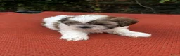 Shih Tzu dogs for sale: Shihtzu pups  - Advert 5