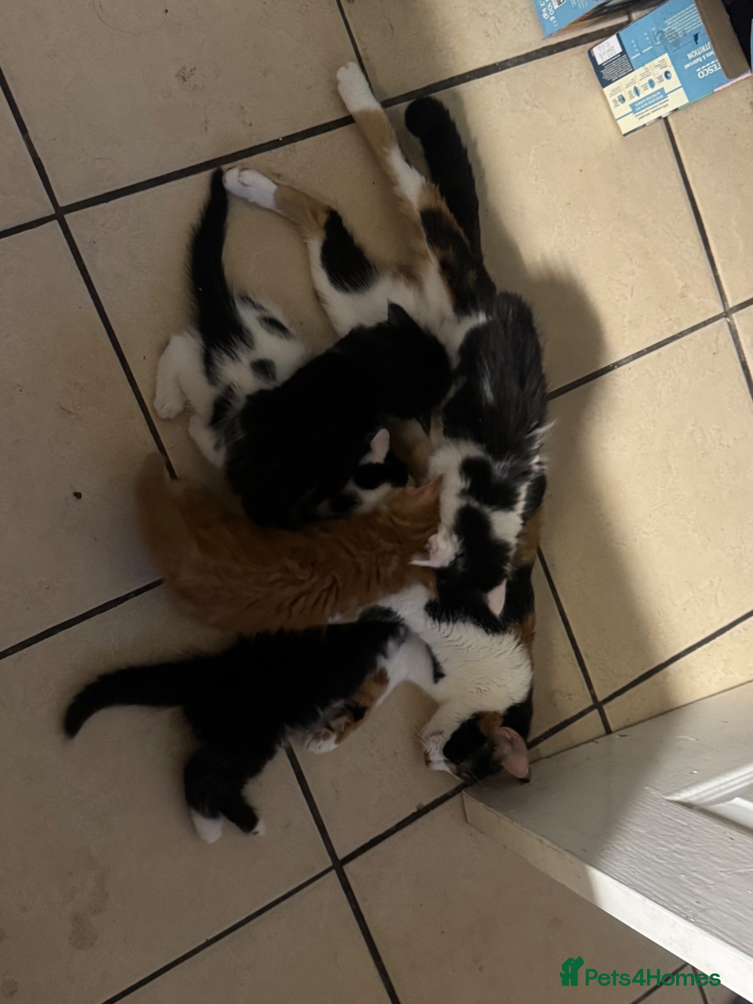 Mixed Breed cats 2x 10 week old kittens  - Advert 1