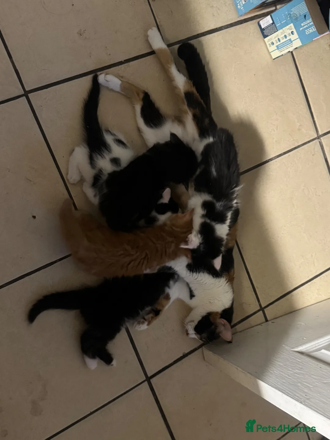 Mixed Breed cats for sale: 2x 10 week old kittens  - Advert 1