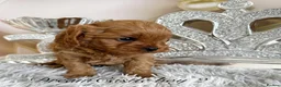 Cavapoo dogs for sale: Asian teddy poodle dad tiny Cavapoo puppies - Advert 8