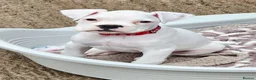 Boxer dogs for sale: READY NOW! Quality White KC Reg Boxer Puppies - Advert 3
