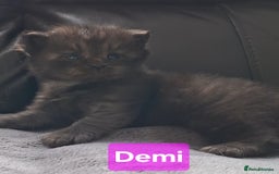 Siberian cats for sale: 2 Female Siberian kittens still available  - Image 3